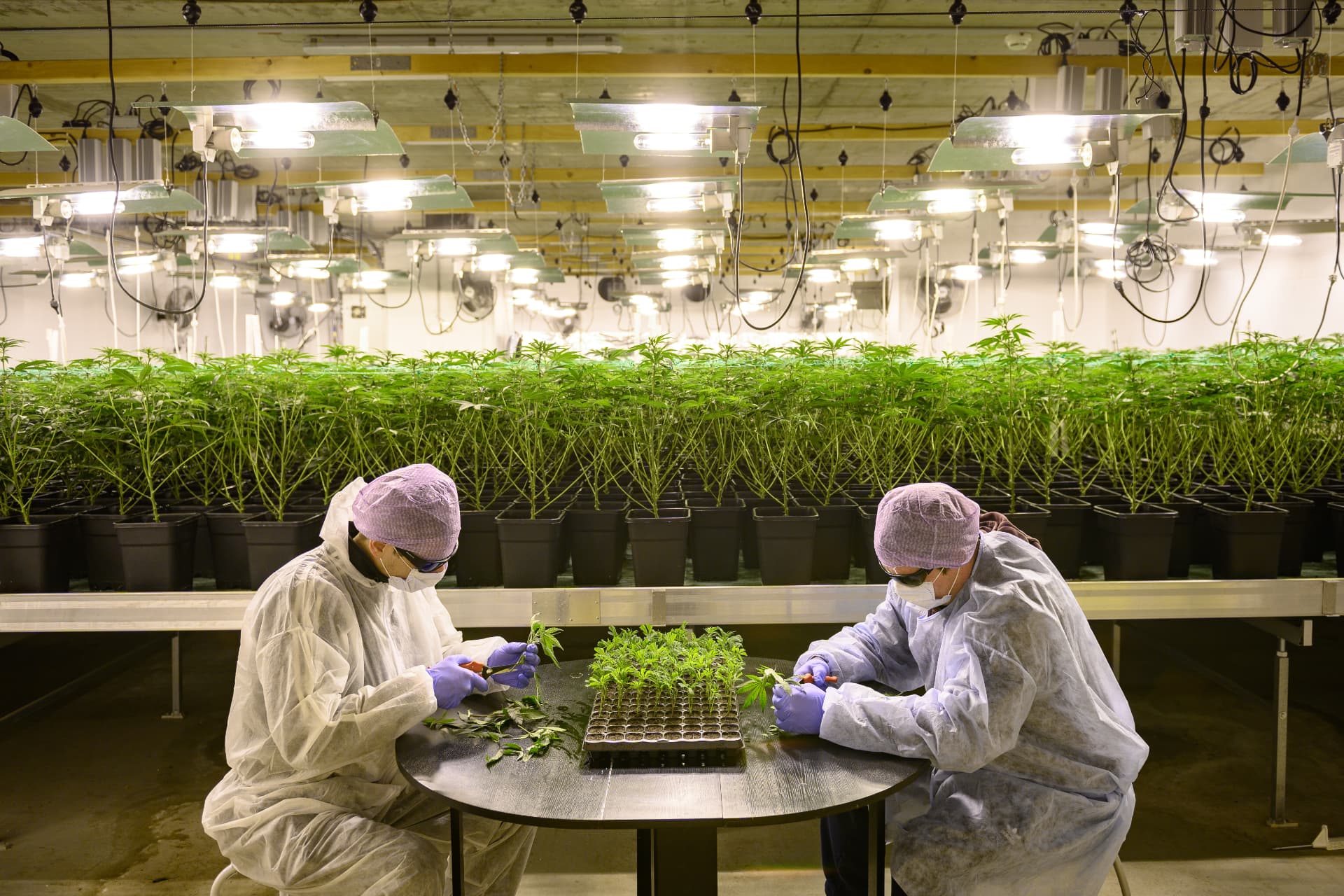 Controlled cannabis cultivation in an indoor facility.