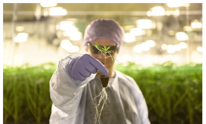 Heimat Mitarbeiter hält Jungpflanze im Labor für White-Label Produktentwicklung