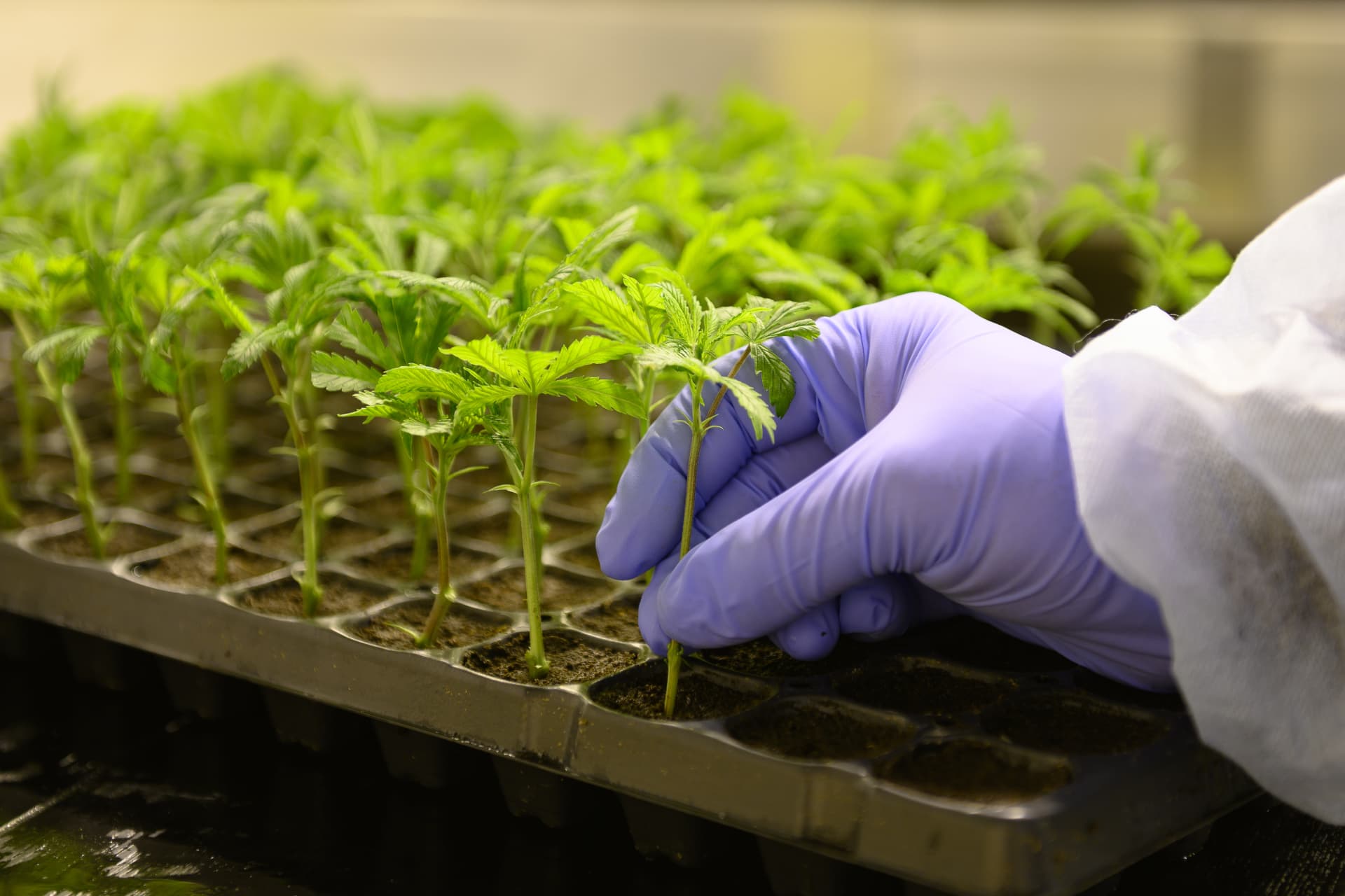 Gloved hand placing cannabis cuttings into a propagation tray.
