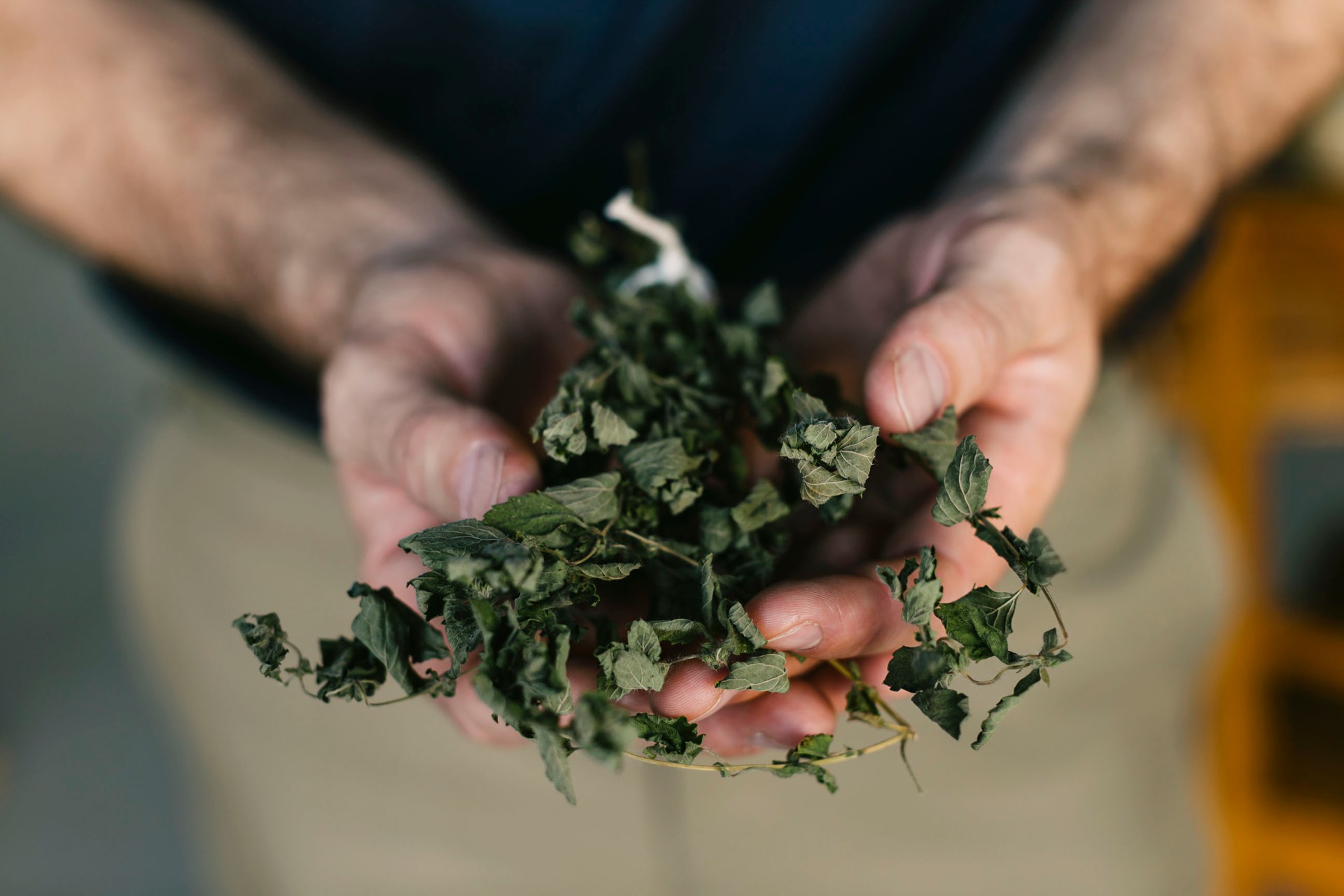 Getrocknete pflanzliche Rohstoffe in den Händen — Basis tabakfreier Pre-Rolls und Kräuterzigaretten