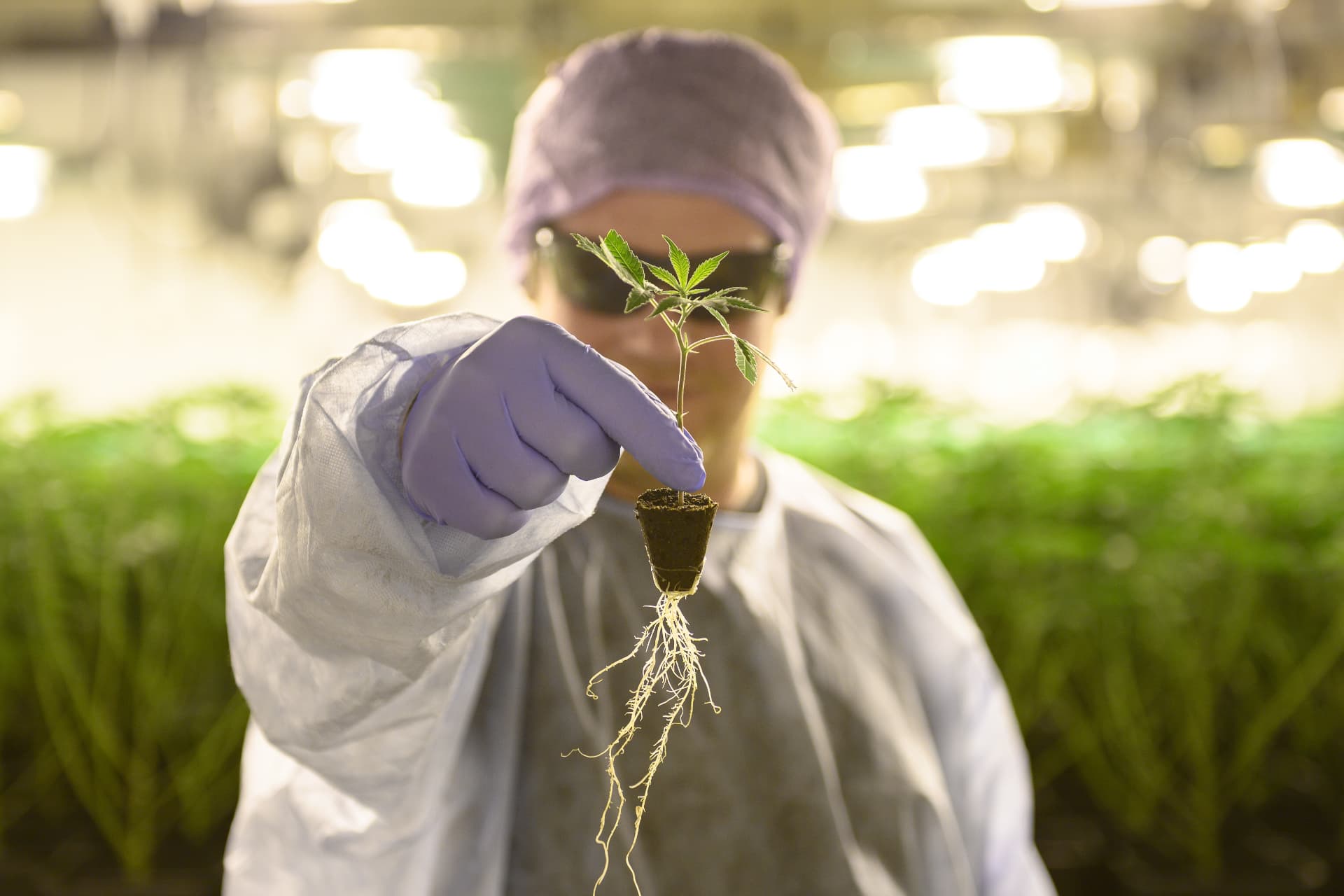 Heimat Mitarbeiter hält Jungpflanze im Labor für White-Label Produktentwicklung