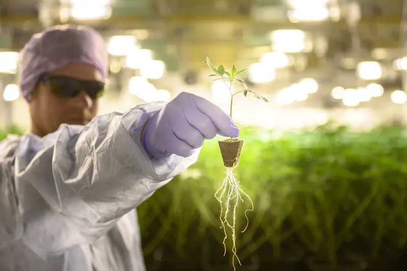 Heimat Produktwelt: Laboruntersuchung einer jungen Cannabis-Pflanze in Schweizer Aufzuchtsumgebung.