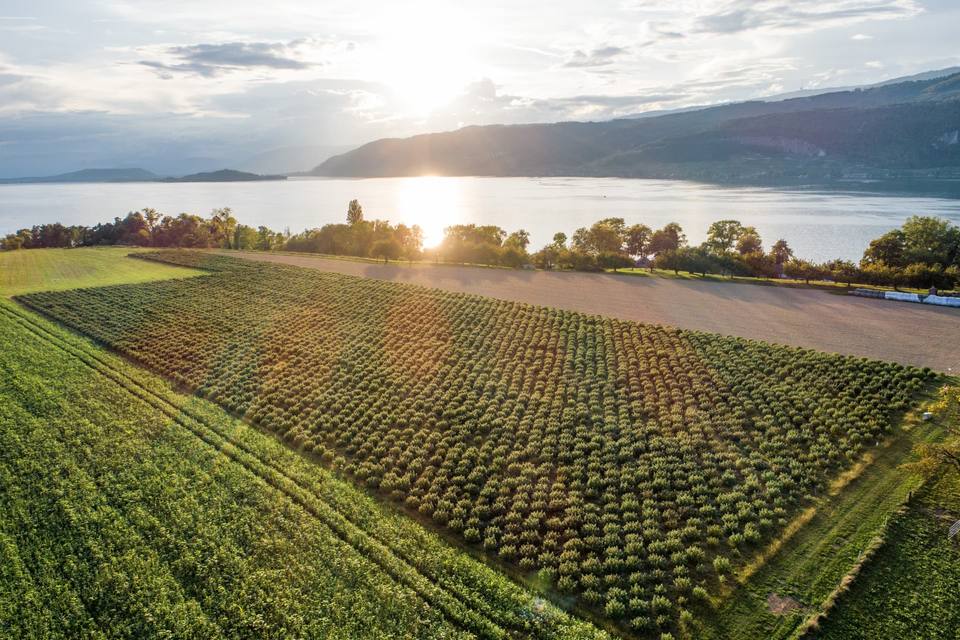 Heimische Anbaufläche am Bielersee – Rohstoffbasis der Heimat Manufaktur AG für Cannabis, Healthcare und Botanicals aus Schweizer Produktion