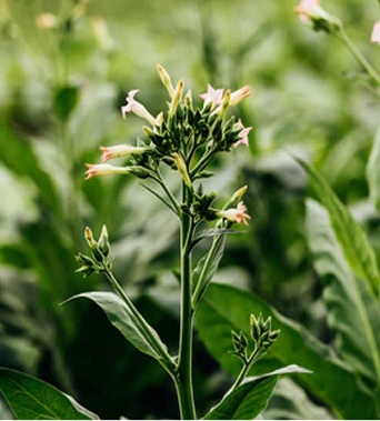 Core Team: From Innovation to Implementation