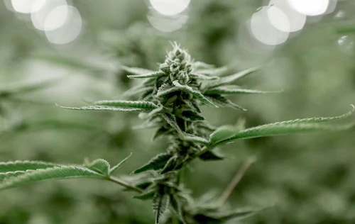 Does cannabis helpagainst COVID-19? #2 #2